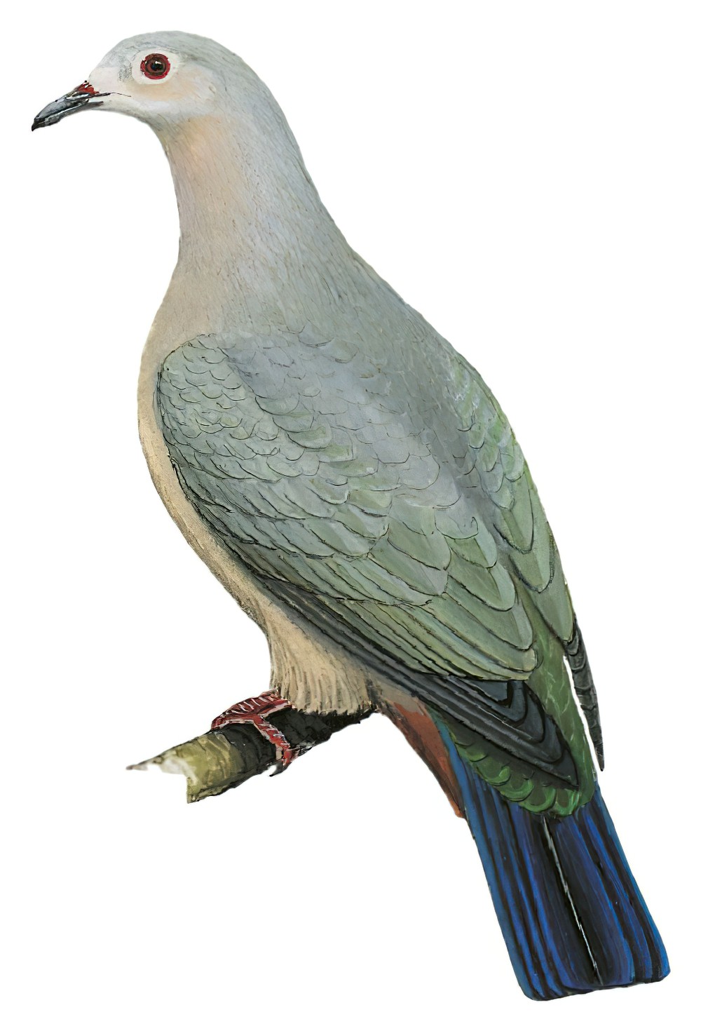Island Imperial-Pigeon / Ducula pistrinaria
