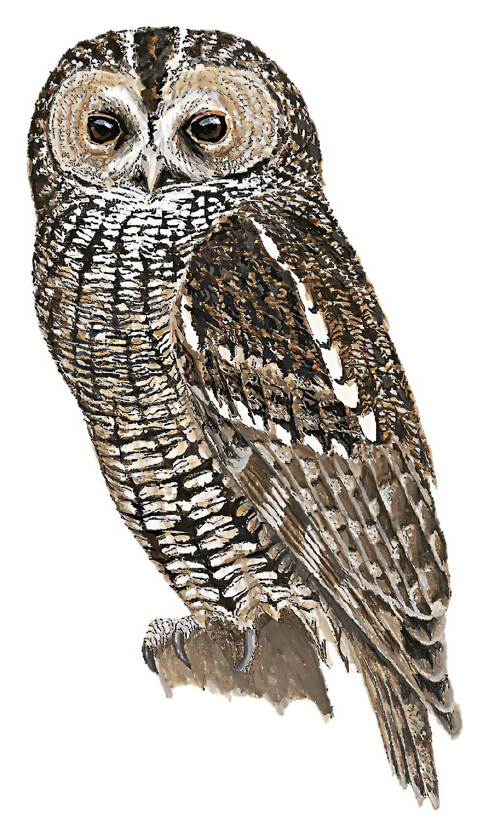 Himalayan Owl / Strix nivicolum