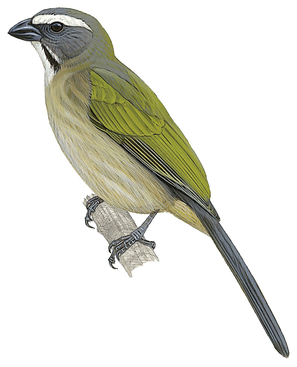 Green-winged Saltator / Saltator similis