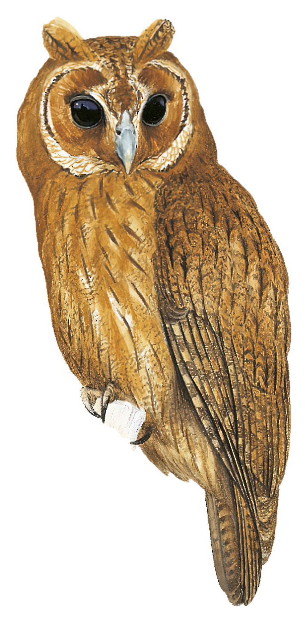Jamaican Owl / Pseudoscops grammicus