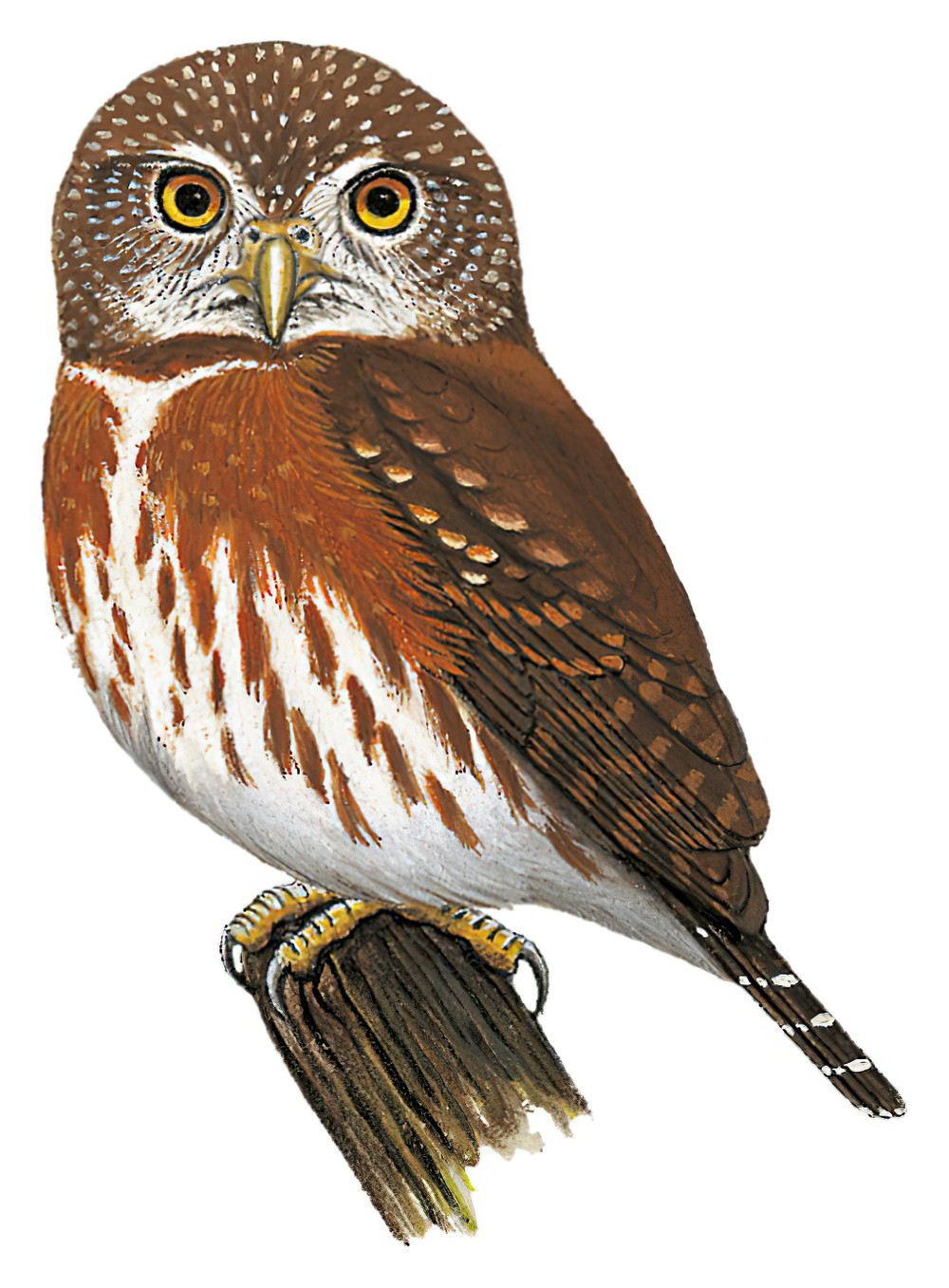 Least Pygmy-Owl / Glaucidium minutissimum