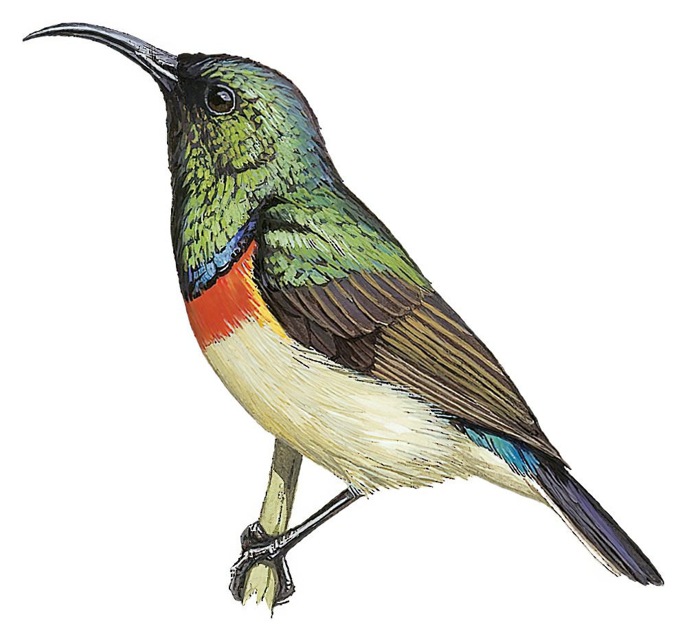 Usambara Double-collared Sunbird / Cinnyris usambaricus
