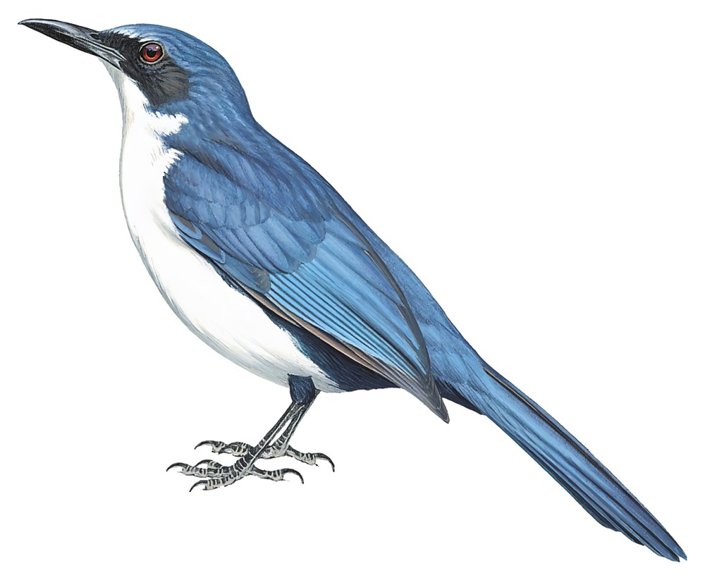 Blue-and-white Mockingbird / Melanotis hypoleucus