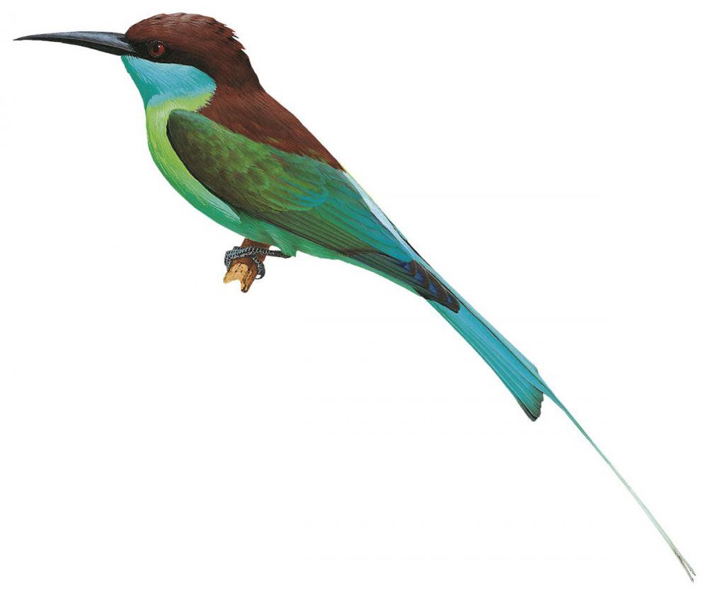 Blue-throated Bee-eater / Merops viridis