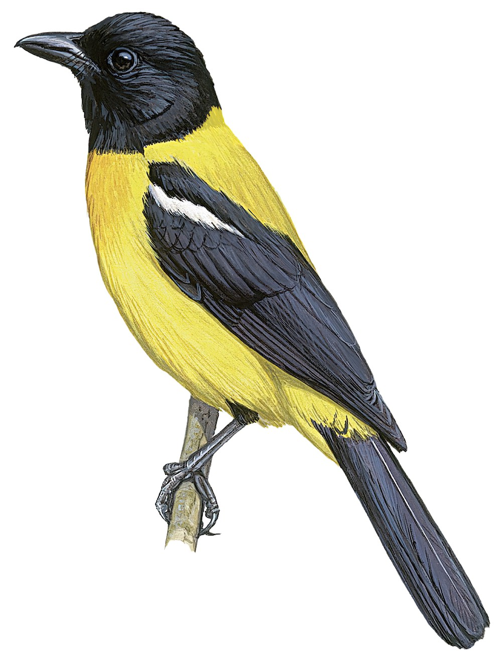 Black-throated Shrike-Tanager / Lanio aurantius