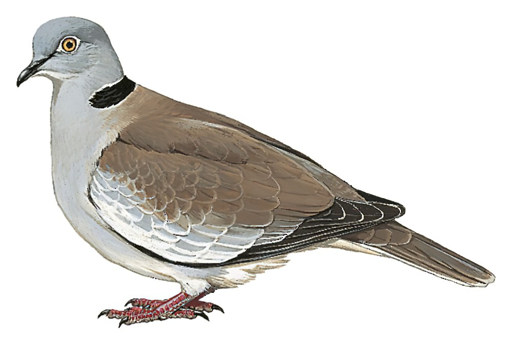 White-winged Collared-Dove / Streptopelia reichenowi