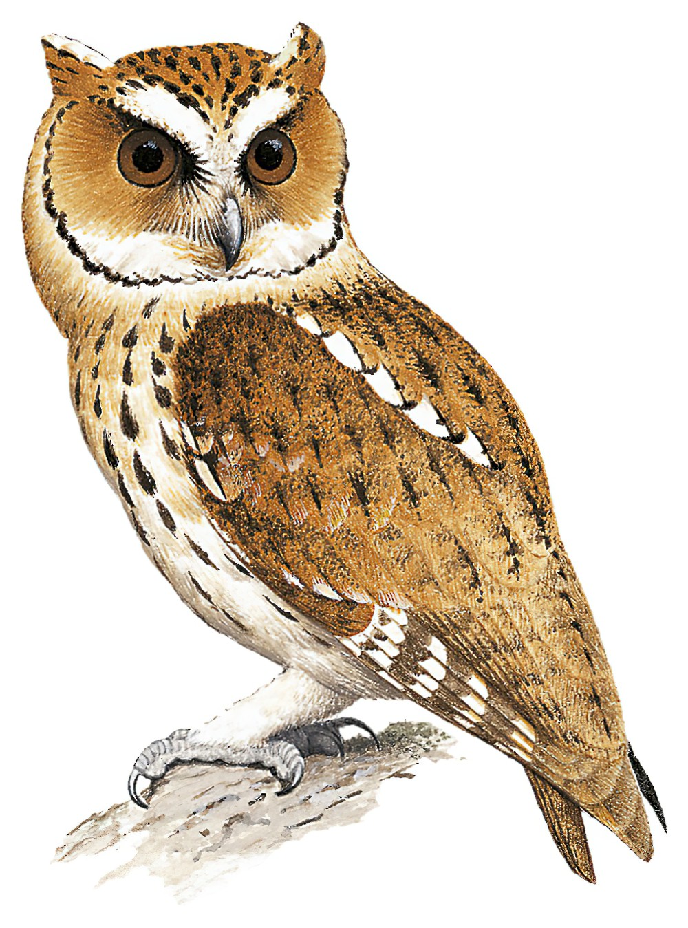 Giant Scops-Owl / Otus gurneyi