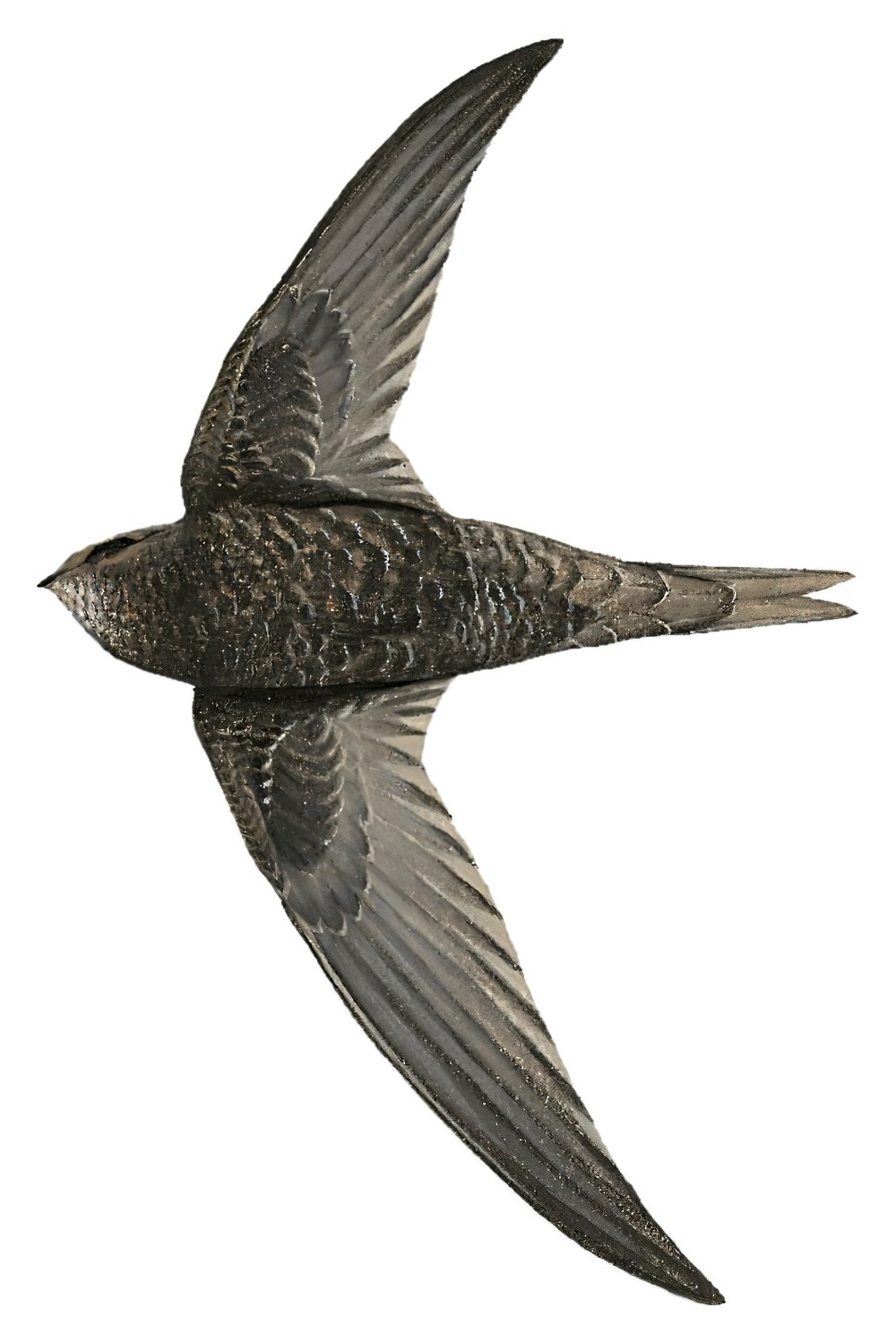 African Swift / Apus barbatus