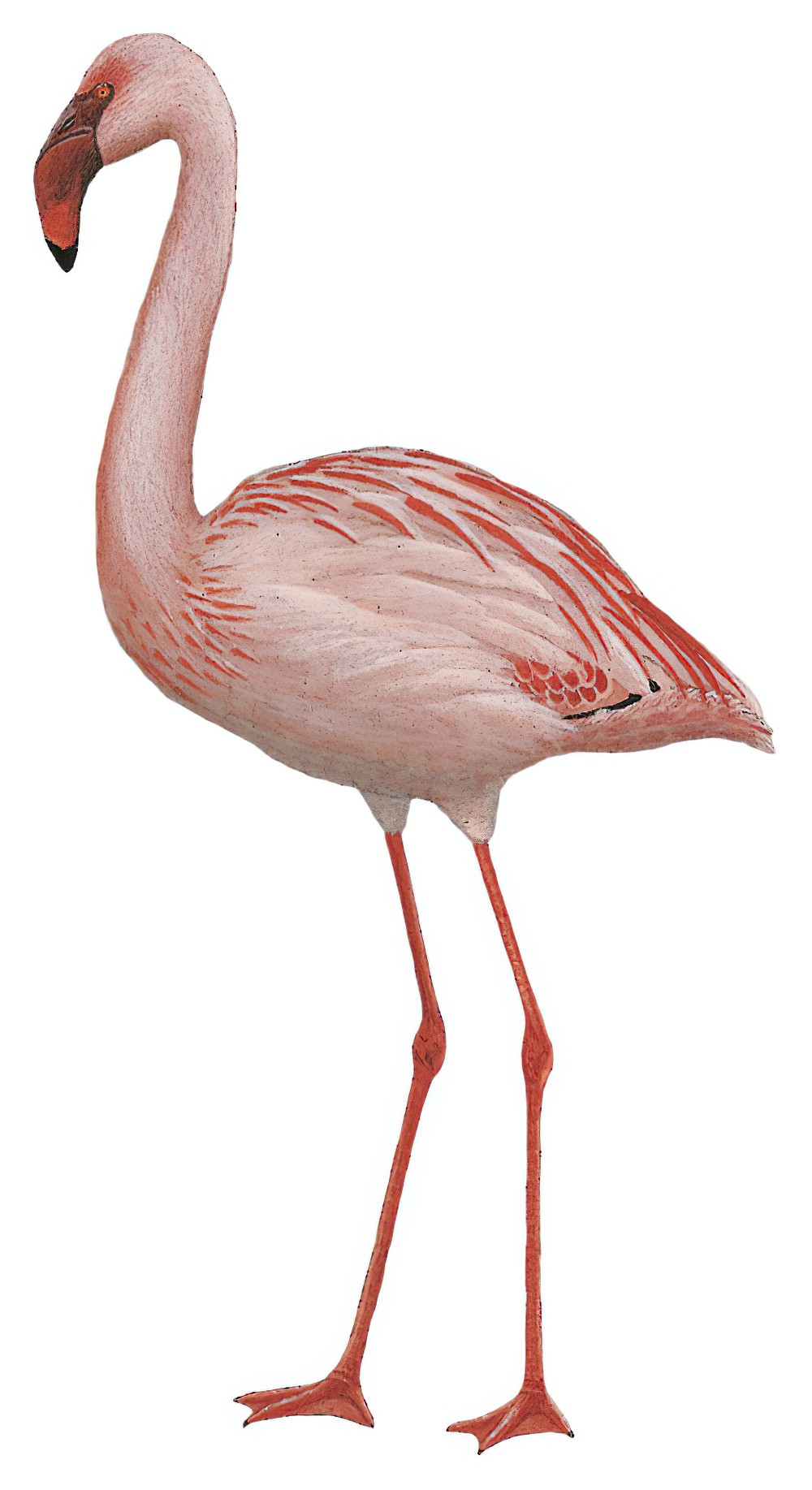 Lesser Flamingo / Phoeniconaias minor