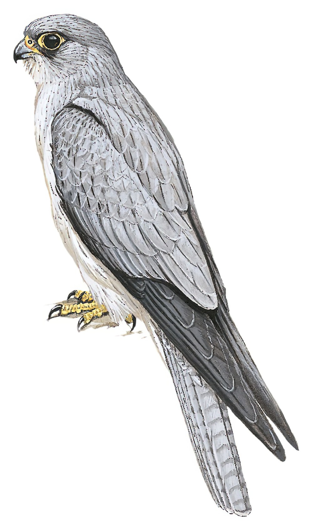 Gray Falcon / Falco hypoleucos