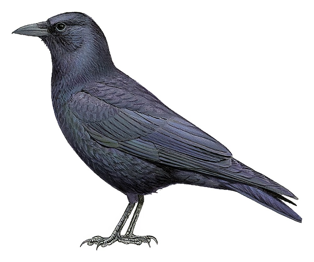 Tamaulipas Crow / Corvus imparatus