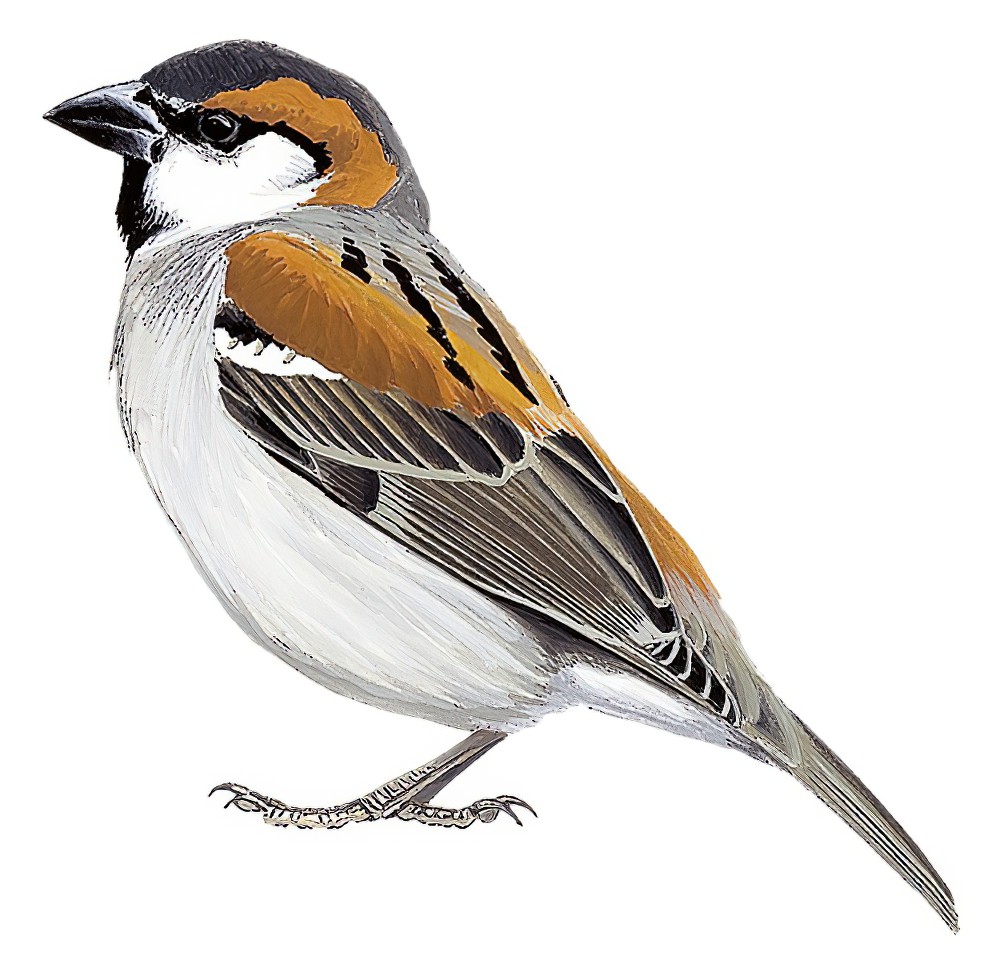 Cape Verde Sparrow / Passer iagoensis