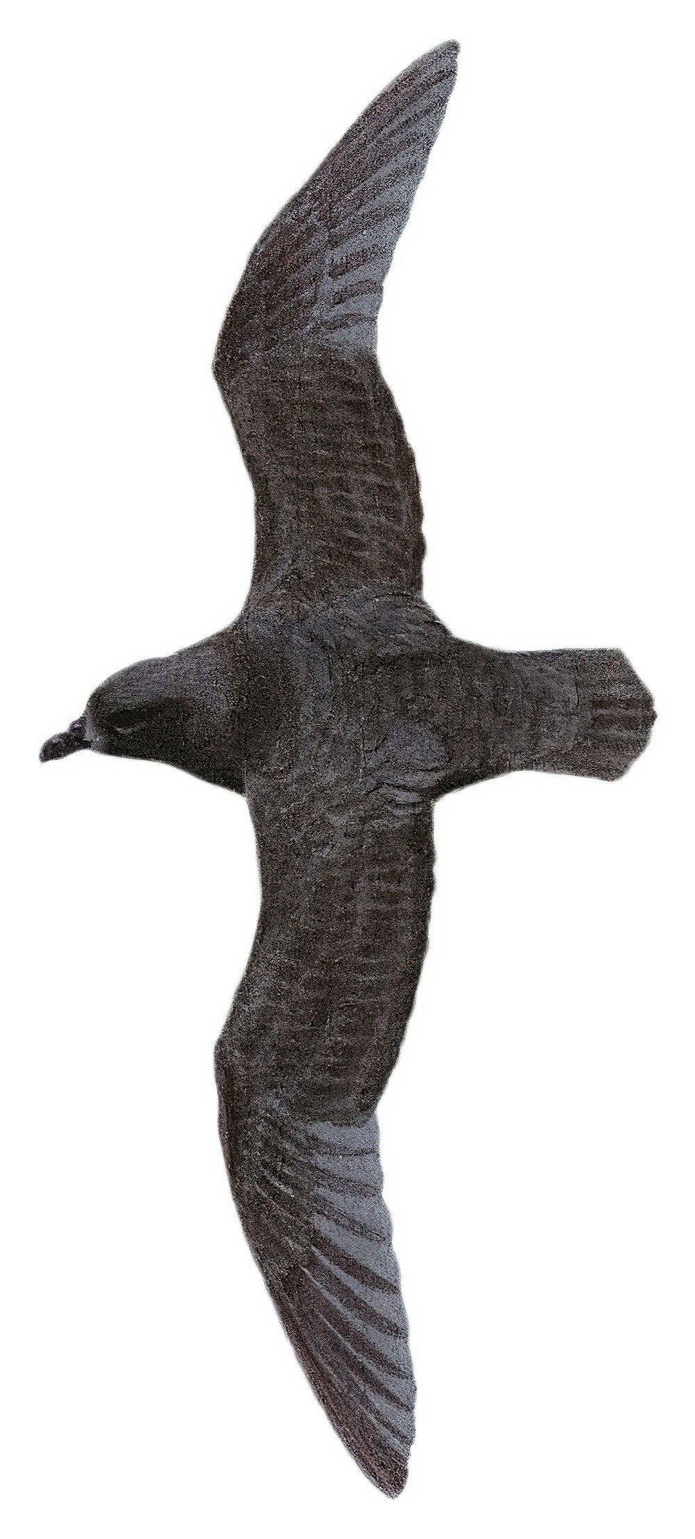 Great-winged Petrel / Pterodroma macroptera