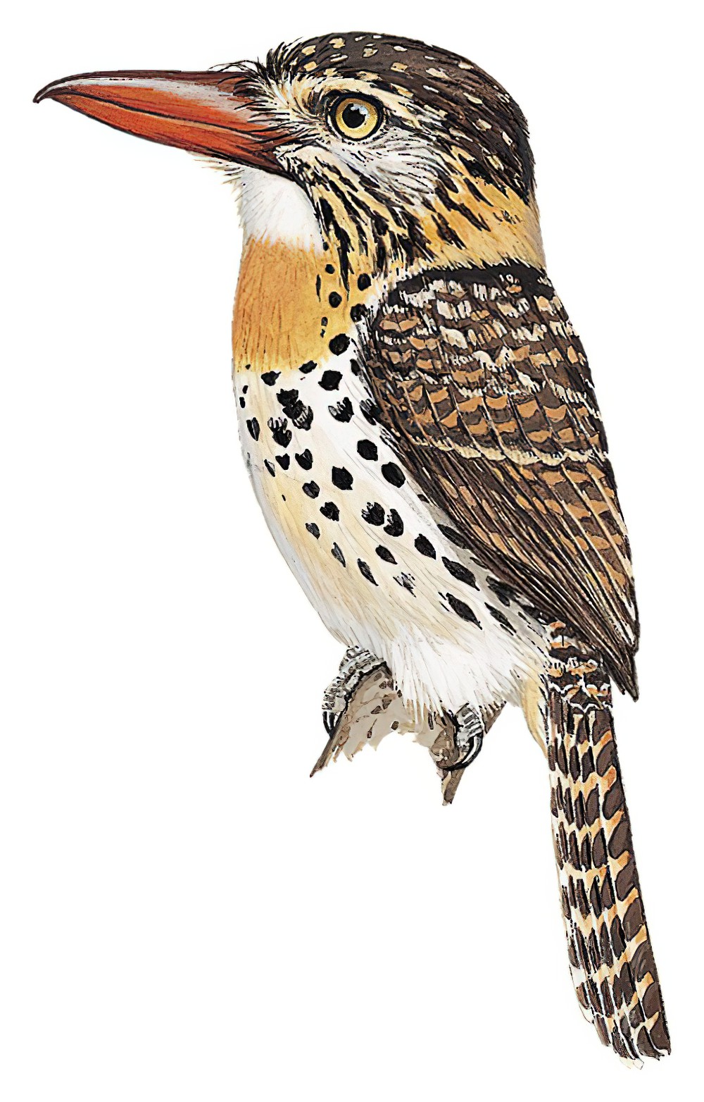 Spot-backed Puffbird / Nystalus maculatus