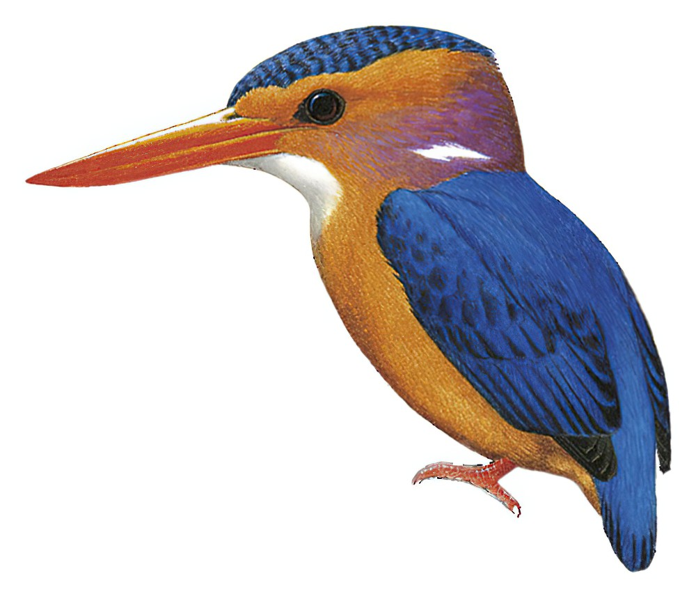 African Pygmy-Kingfisher / Ispidina picta