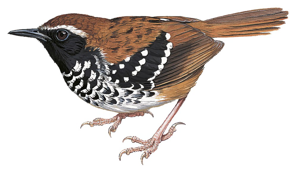 Squamate Antbird / Myrmoderus squamosus