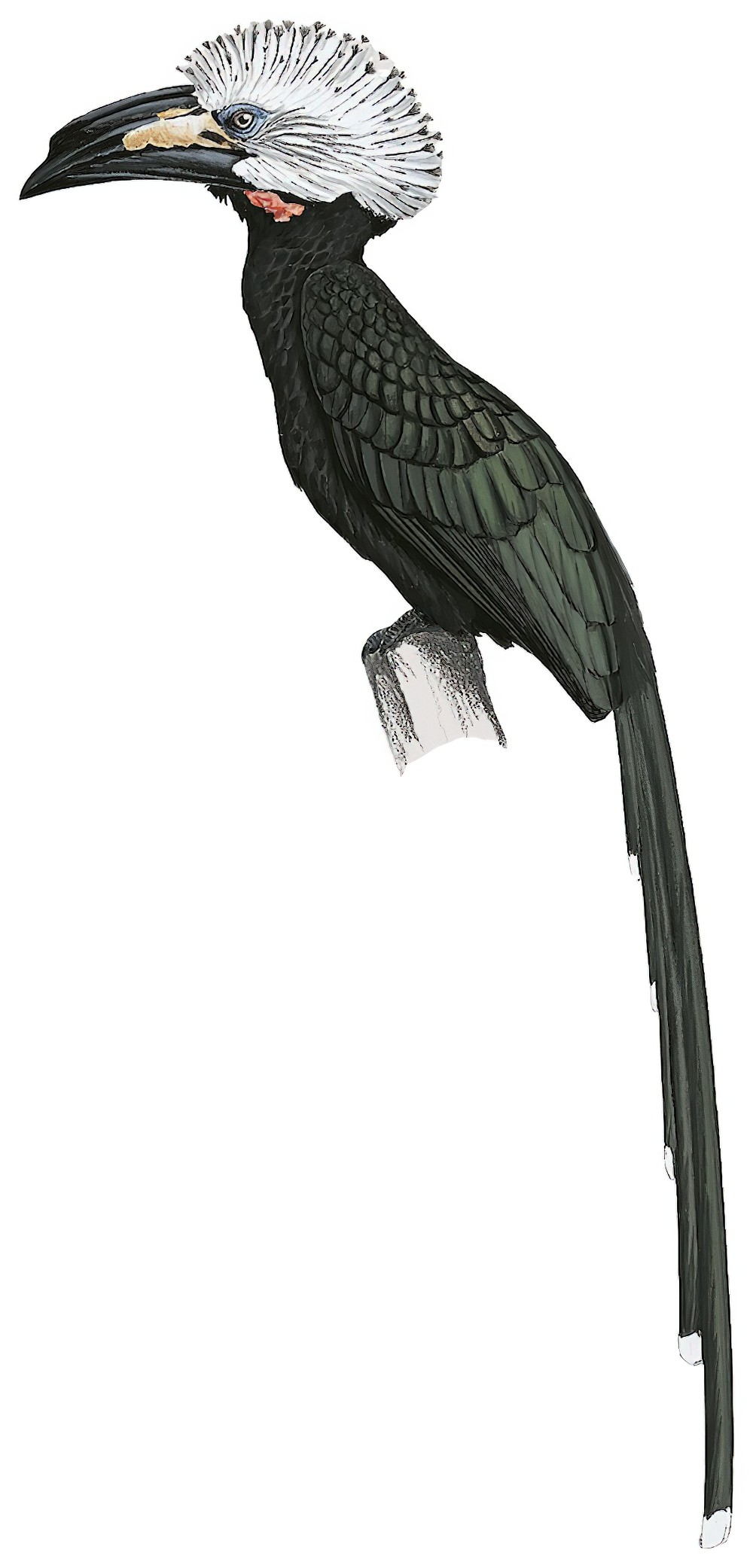White-crested Hornbill / Horizocerus albocristatus