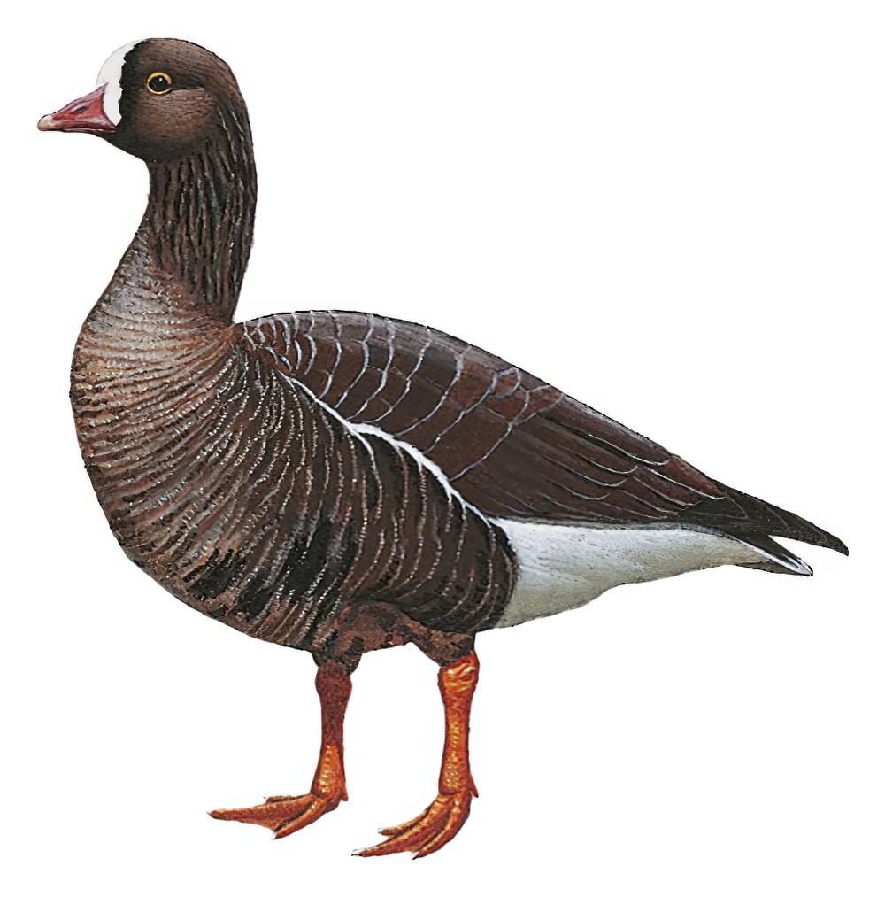 Lesser White-fronted Goose / Anser erythropus
