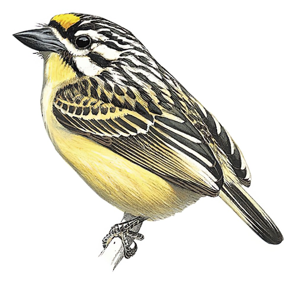 Yellow-fronted Tinkerbird / Pogoniulus chrysoconus