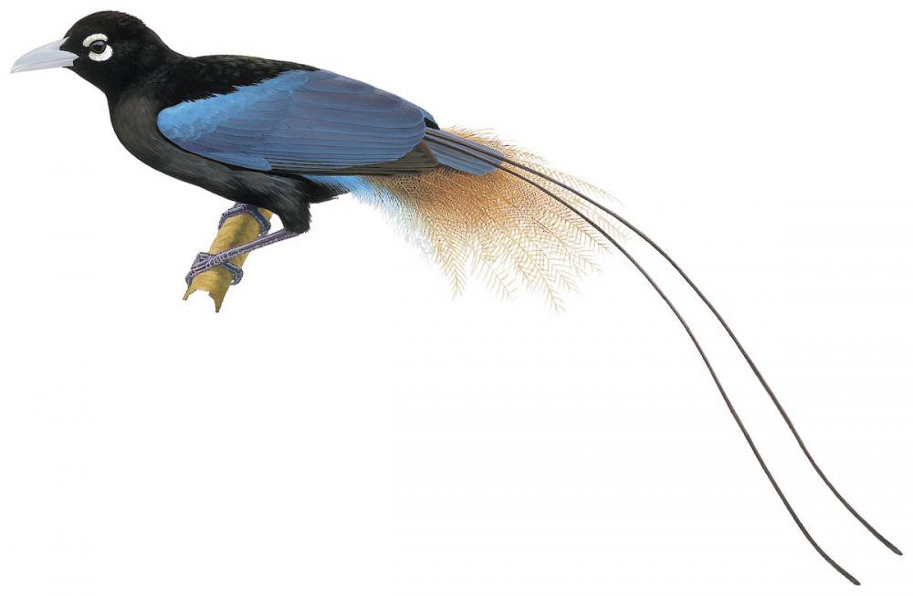 Blue Bird-of-Paradise / Paradisaea rudolphi