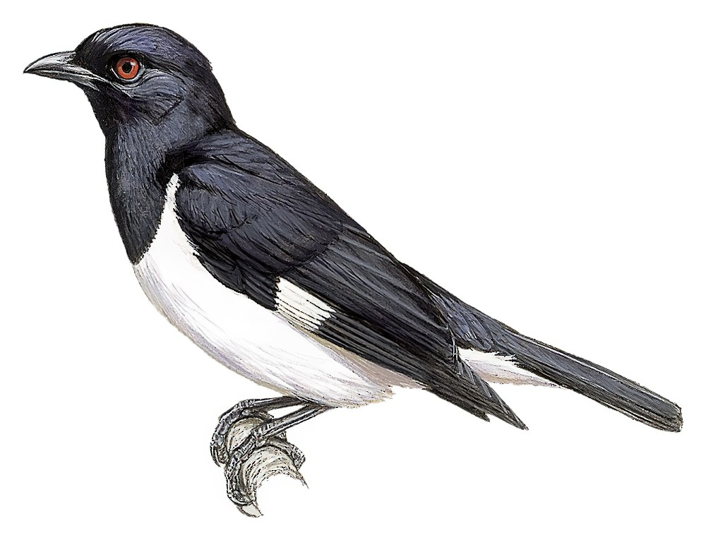 Magpie Starling / Speculipastor bicolor