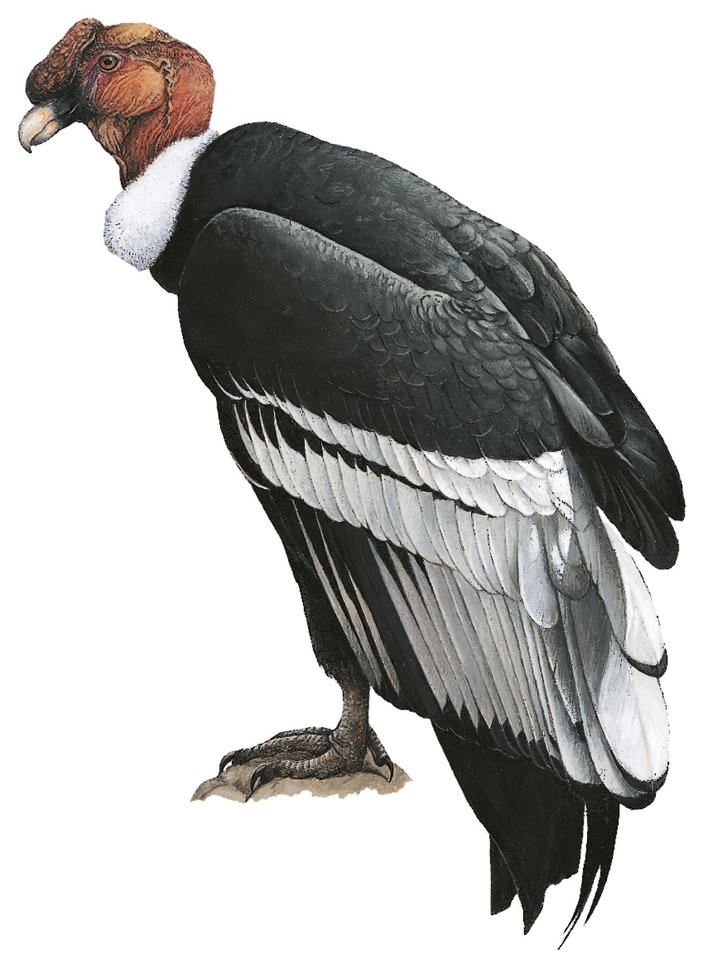Andean Condor / Vultur gryphus