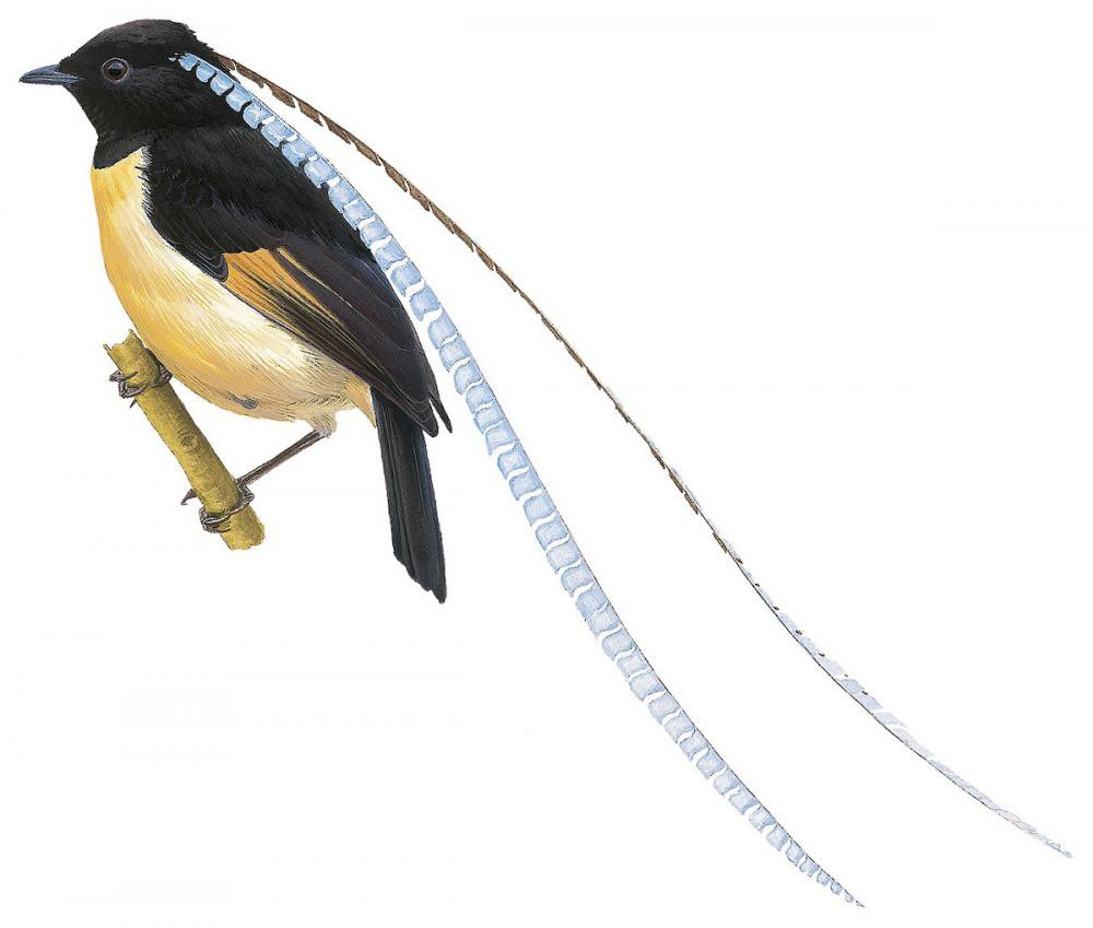 King-of-Saxony Bird-of-Paradise / Pteridophora alberti