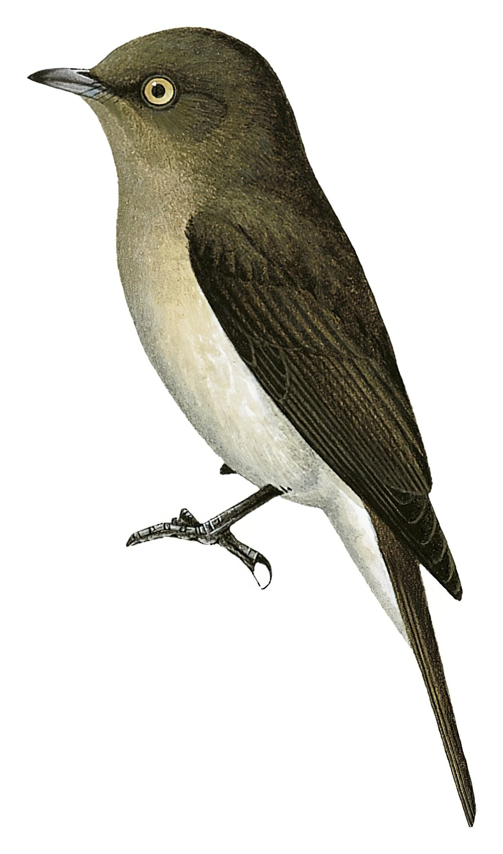 Abyssinian Slaty-Flycatcher / Melaenornis chocolatinus