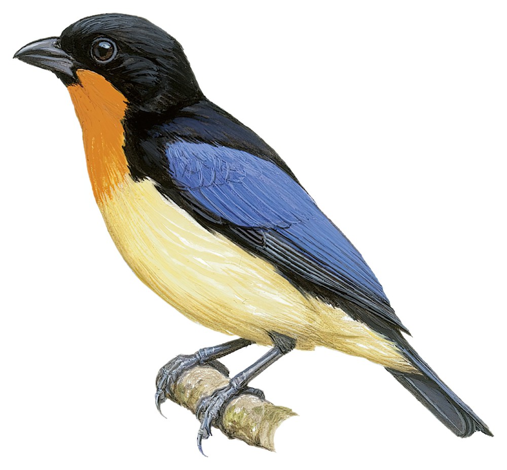 Orange-throated Tanager / Wetmorethraupis sterrhopteron