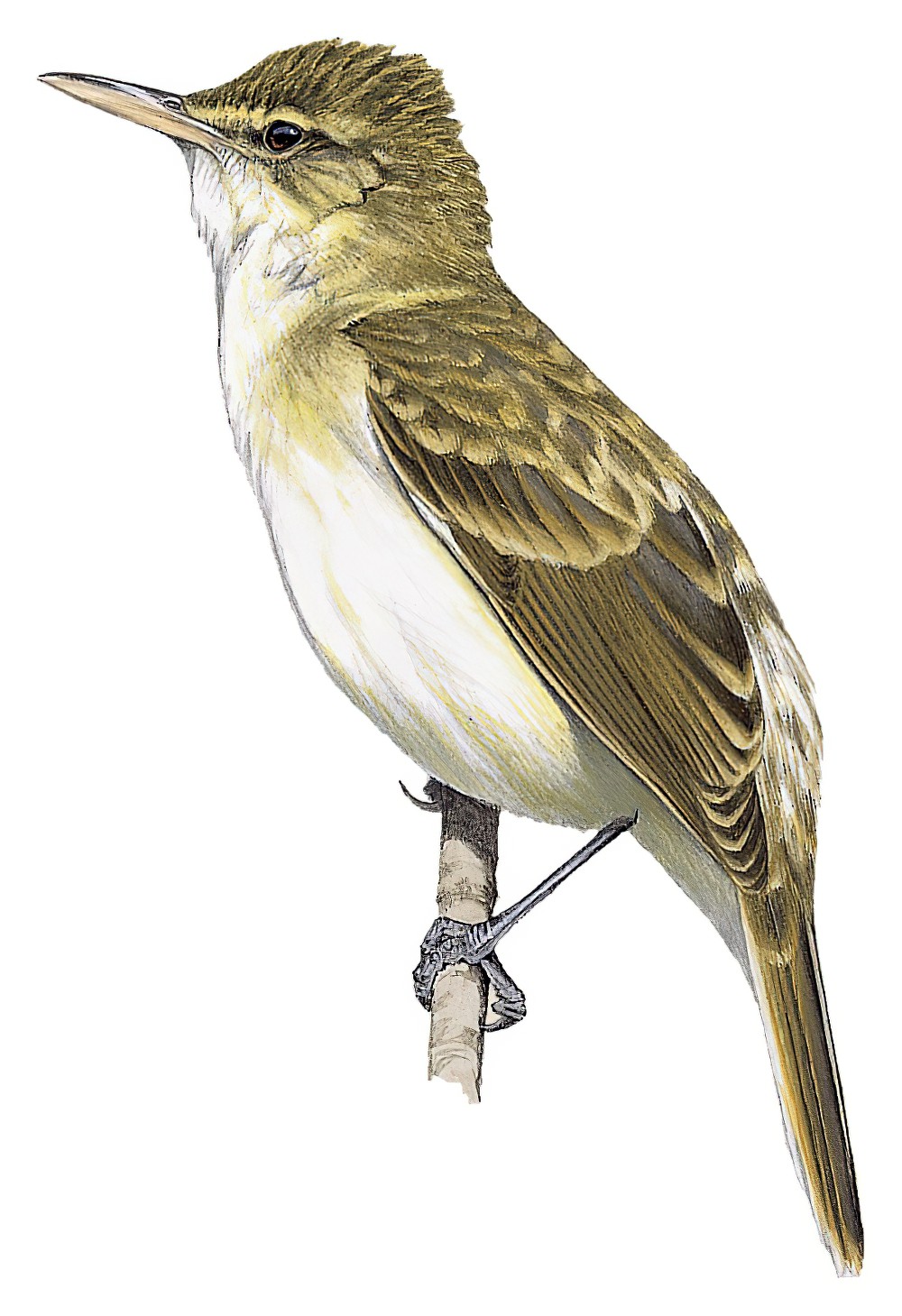 Rimitara Reed Warbler / Acrocephalus rimitarae