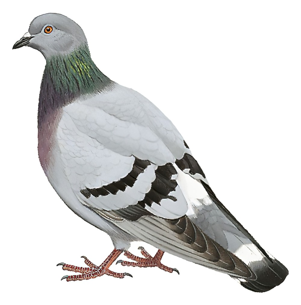 Hill Pigeon / Columba rupestris