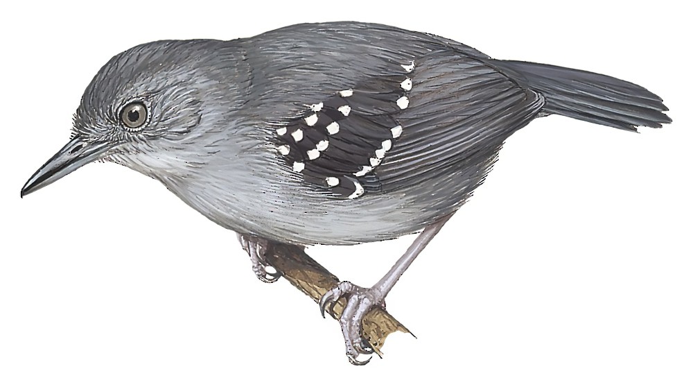 Spot-winged Antbird / Myrmelastes leucostigma