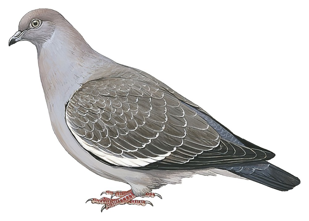 Spot-winged Pigeon / Patagioenas maculosa