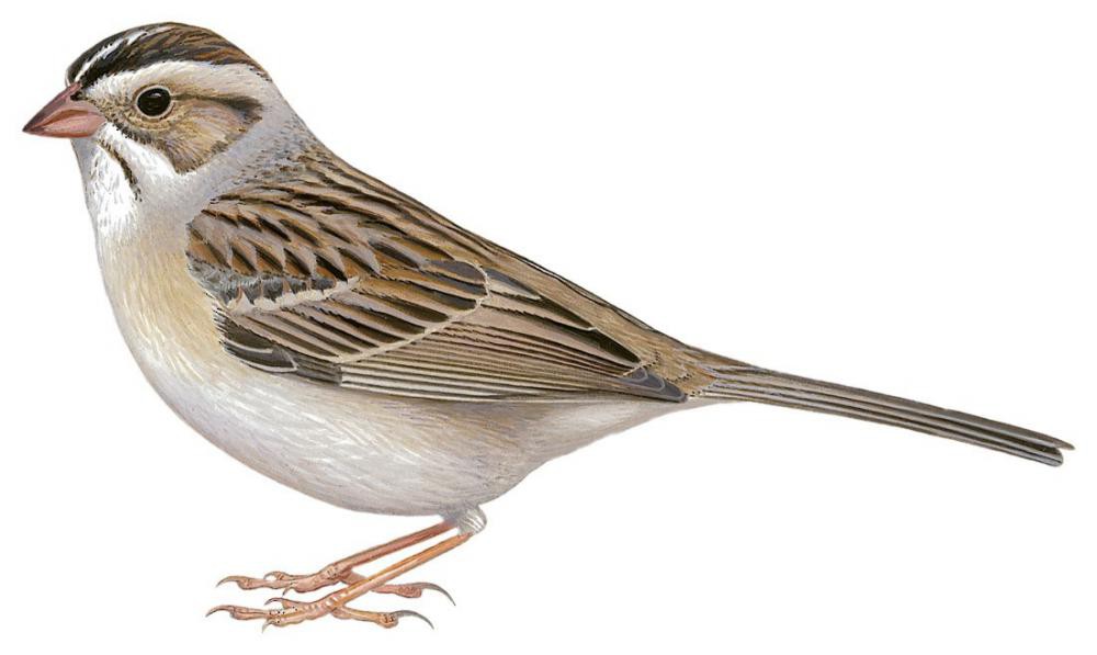 Clay-colored Sparrow / Spizella pallida