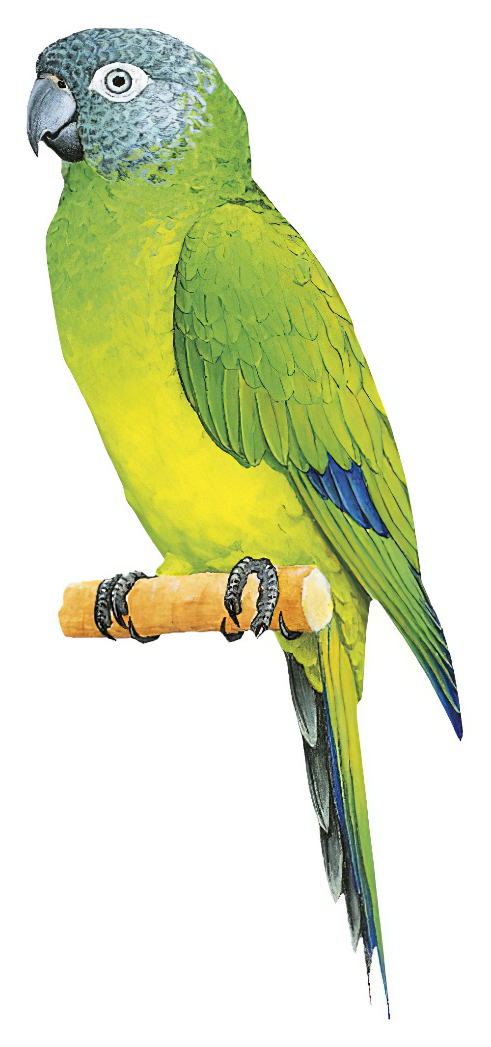 Dusky-headed Parakeet / Aratinga weddellii