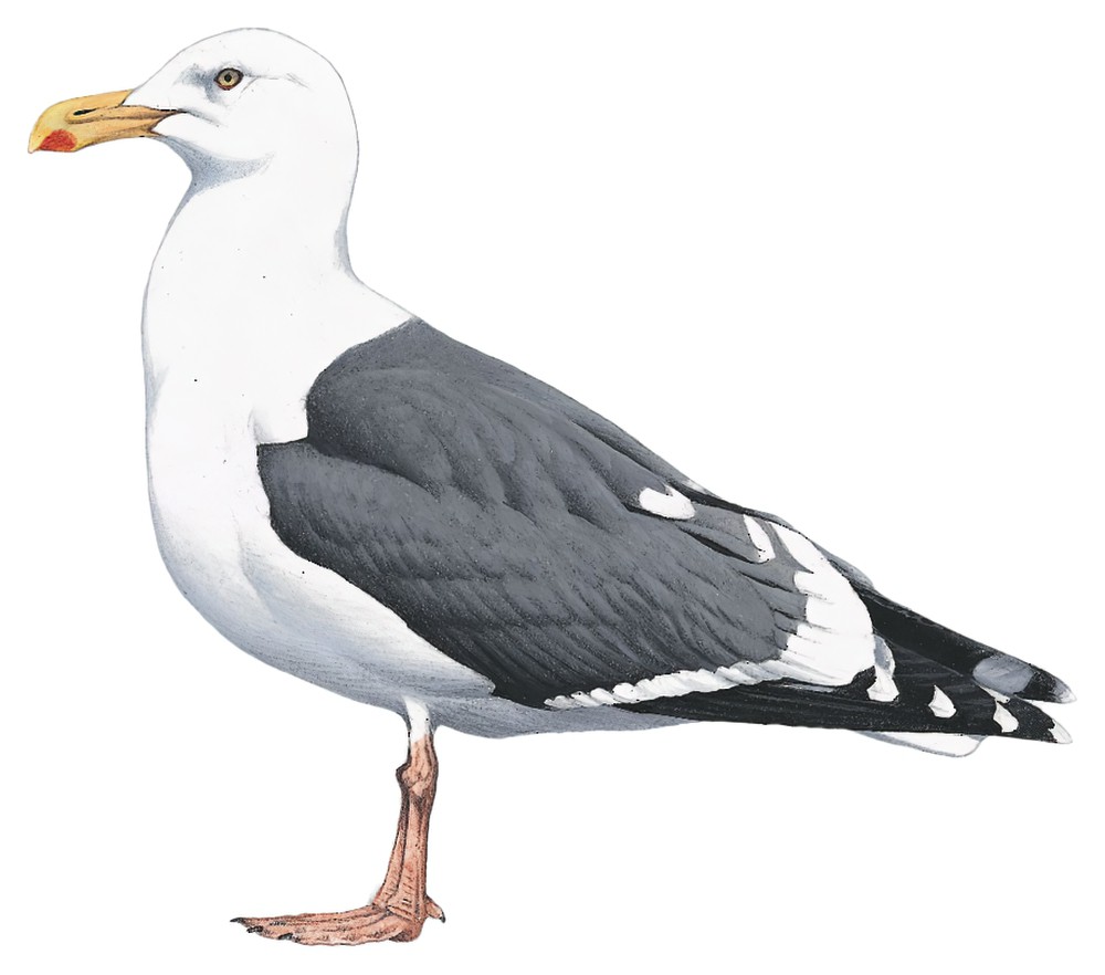 Slaty-backed Gull / Larus schistisagus