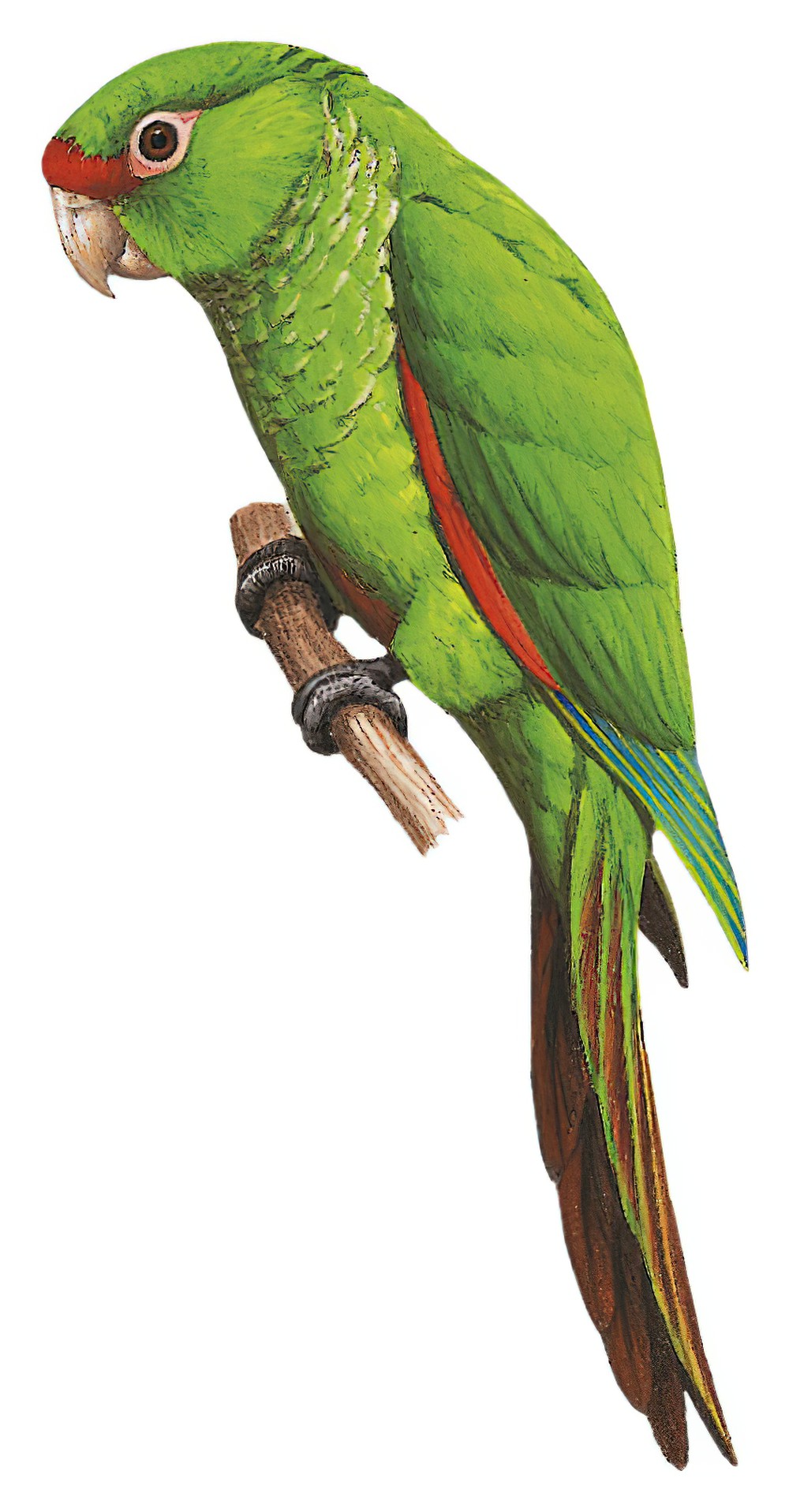 El Oro Parakeet / Pyrrhura orcesi