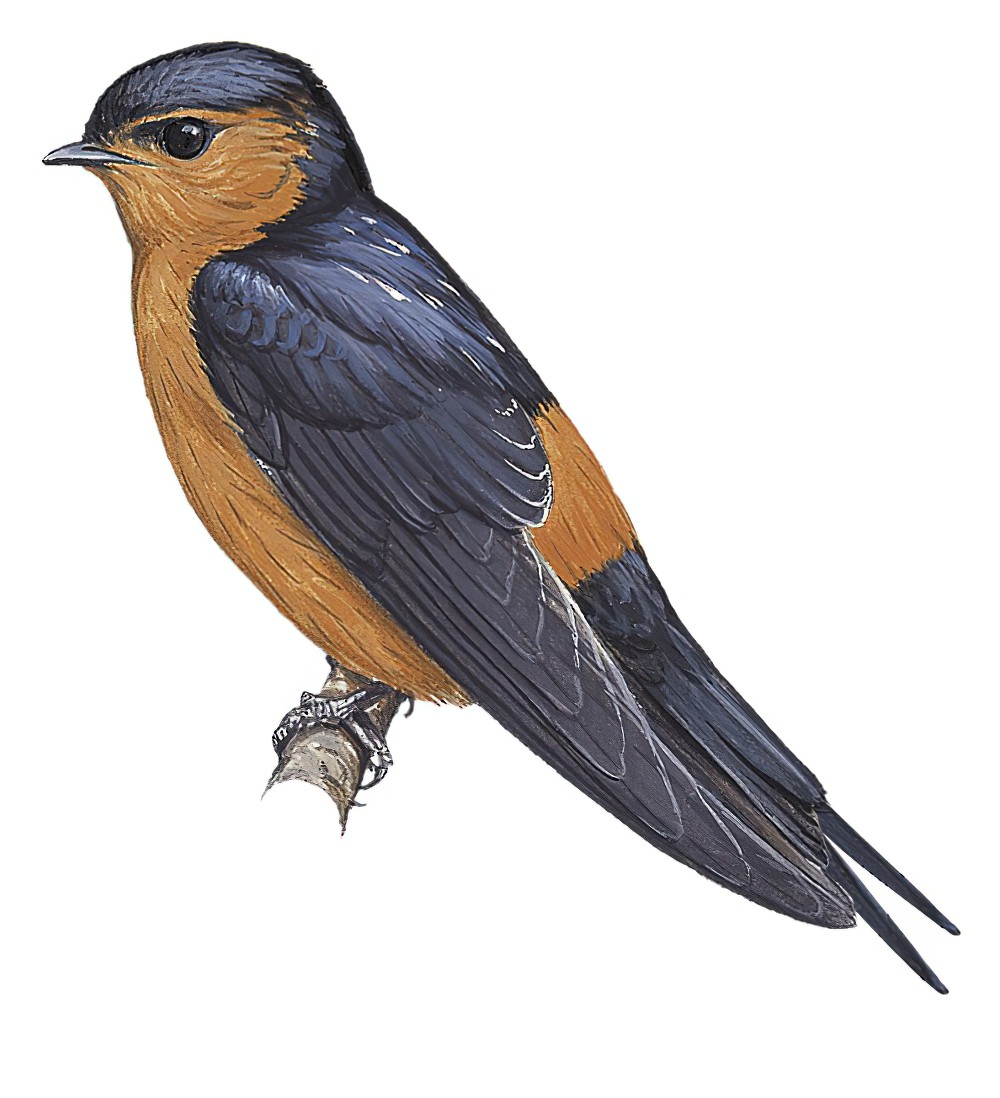 Sri Lanka Swallow / Cecropis hyperythra