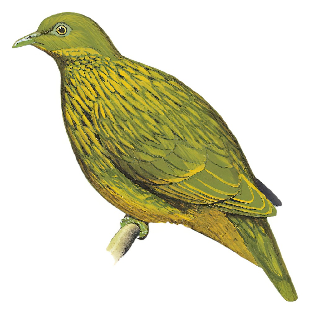 Golden Dove / Ptilinopus luteovirens