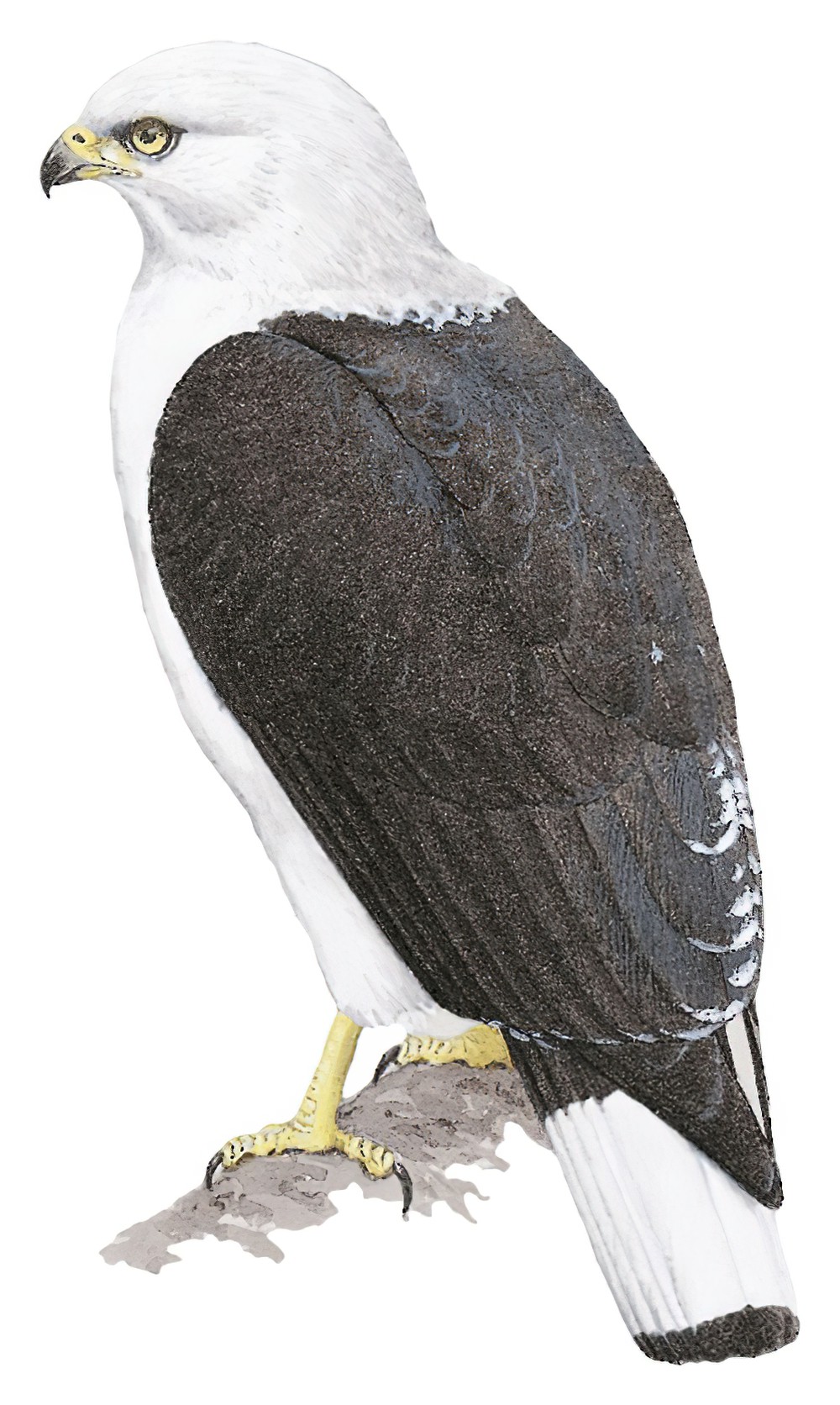White-necked Hawk / Buteogallus lacernulatus