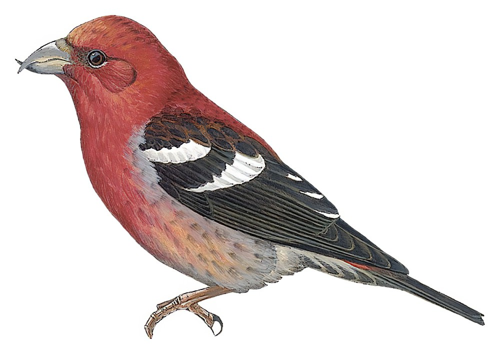 White-winged Crossbill / Loxia leucoptera