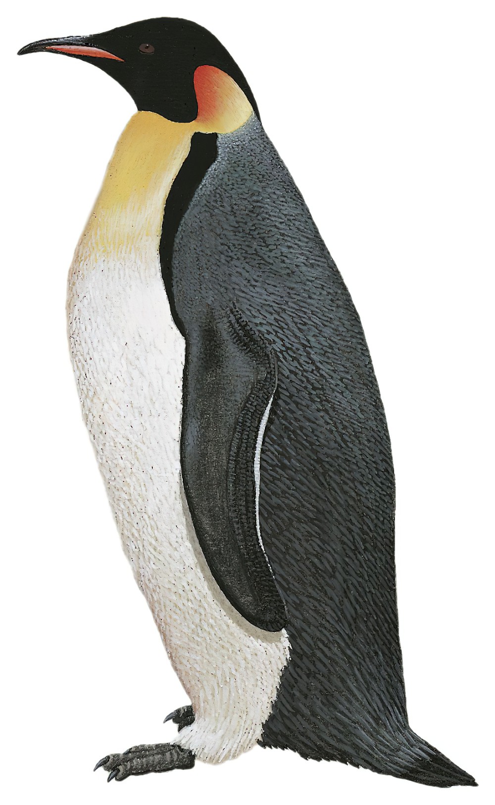 Emperor Penguin / Aptenodytes forsteri