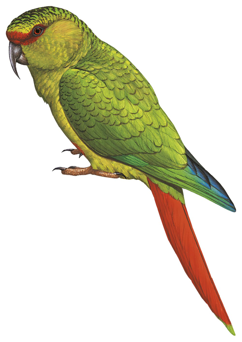 Slender-billed Parakeet / Enicognathus leptorhynchus