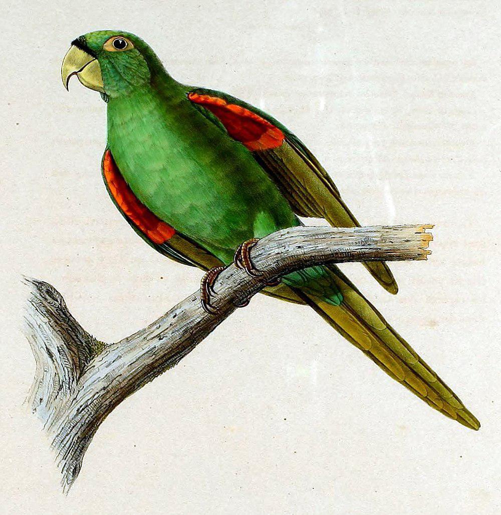 Puerto Rican Parakeet / Psittacara maugei