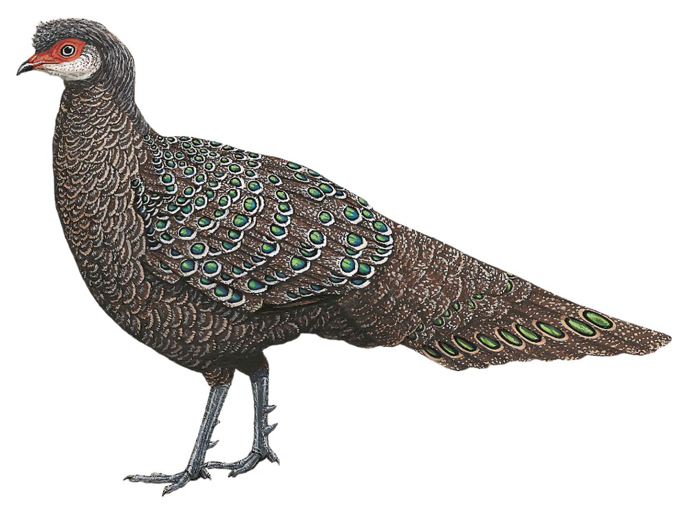 Hainan Peacock-Pheasant / Polyplectron katsumatae