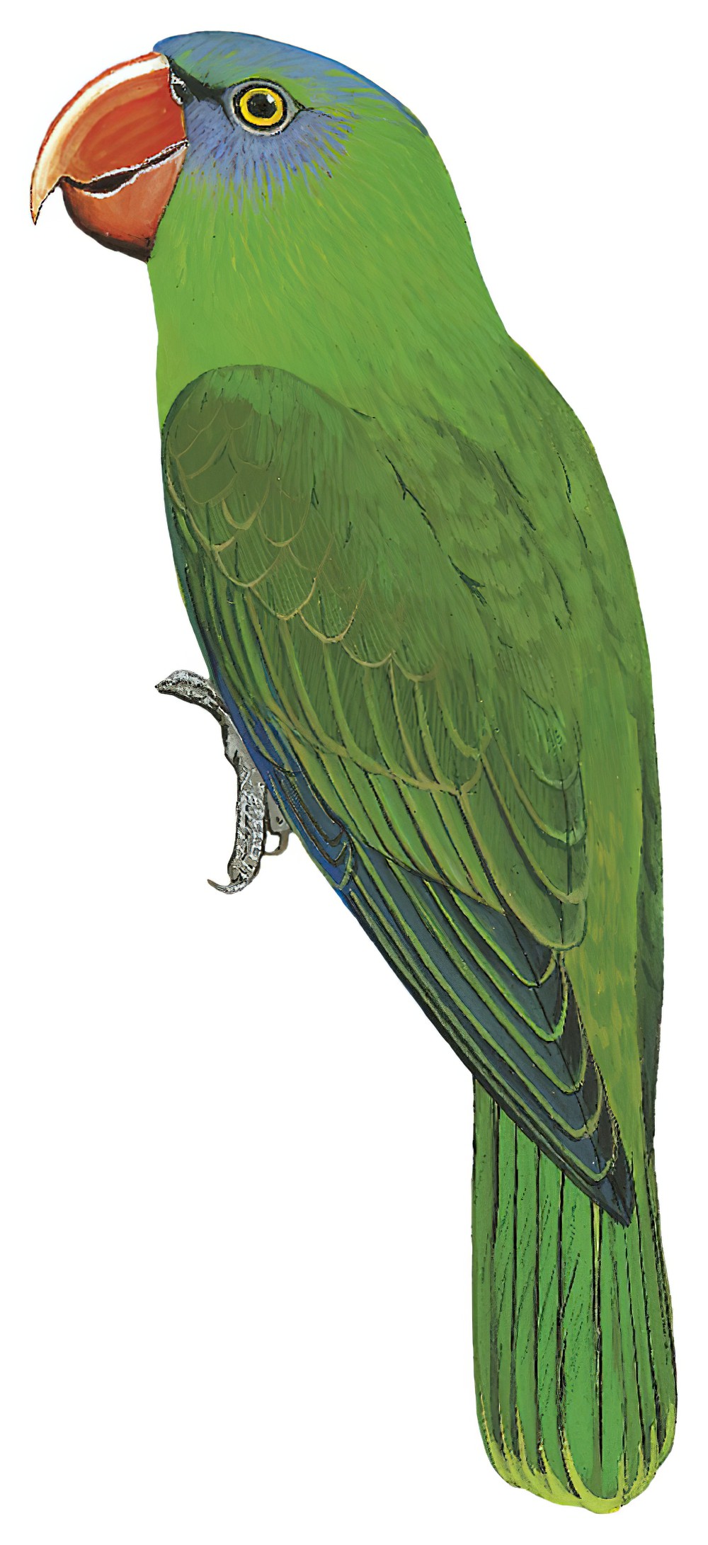 Black-lored Parrot / Tanygnathus gramineus