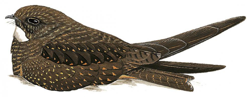 Rufous-bellied Nighthawk / Lurocalis rufiventris