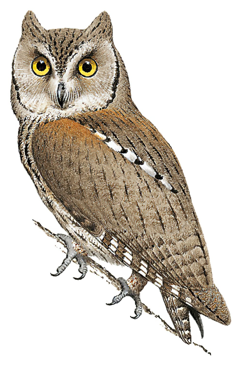 Eurasian Scops-Owl / Otus scops