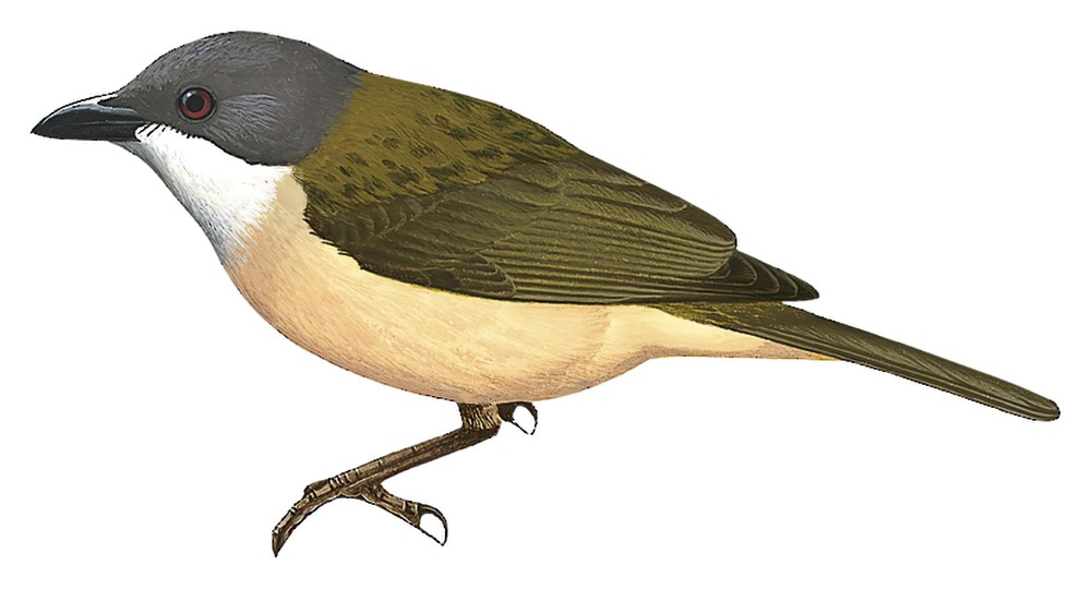 Rusty-breasted Whistler / Pachycephala fulvotincta