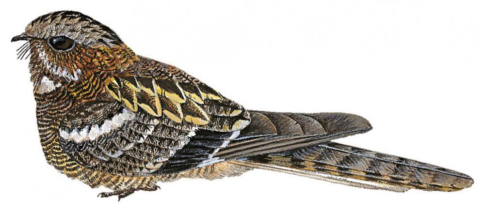 Slender-tailed Nightjar / Caprimulgus clarus